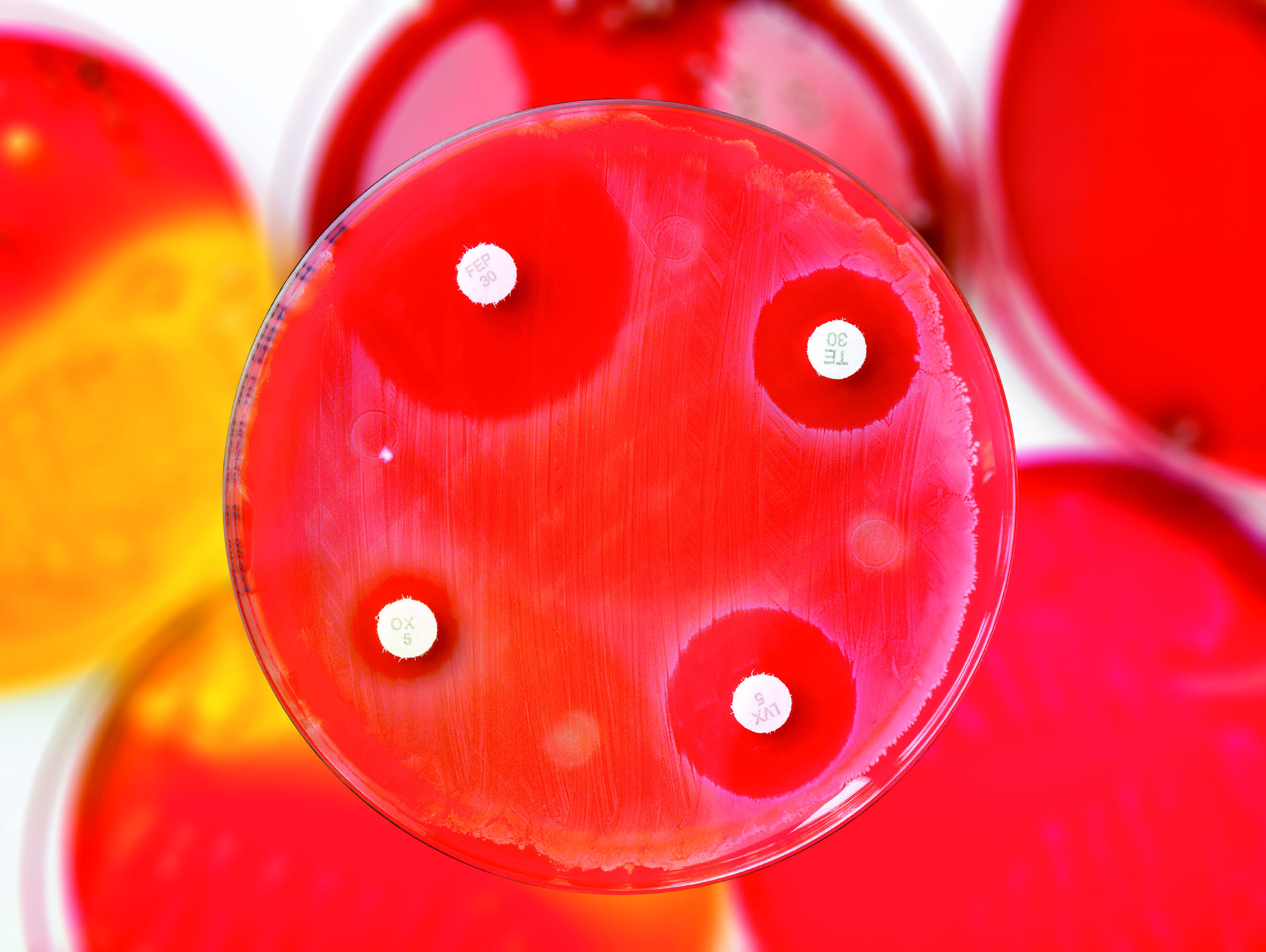 Røde dyrkningsskåler for bakterier med antibiotikatabletter