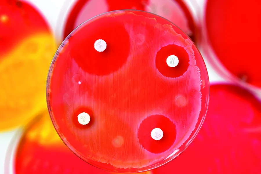 Røde dyrkningsskåler for bakterier med antibiotikatabletter