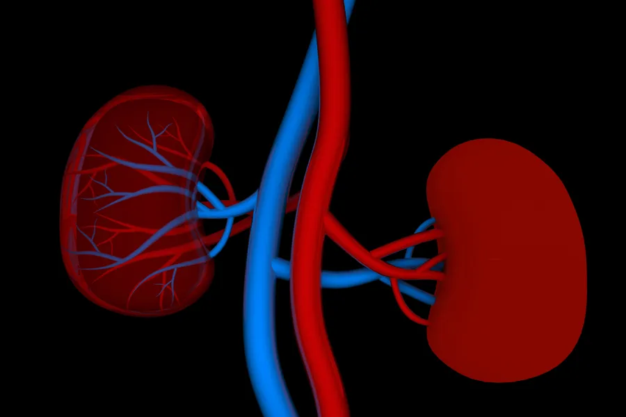 Anatomisk tegning av nyrer med tilhørende blodkar